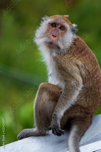 Monkey in Thailand