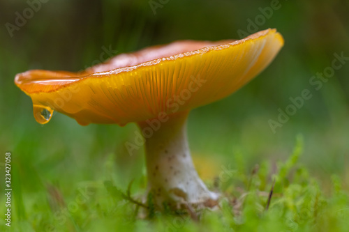 a dripping sip of mushroom after a Dutch rainstorm