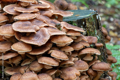 mushrooms in forest