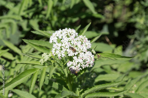 Bee gathers nectar on a white flower.