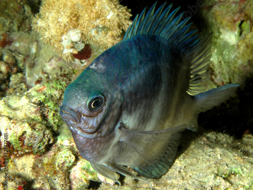 Pale Damselfish (Amblyglyphidodon indicus). Taken in Red Sea, Egypt. photo