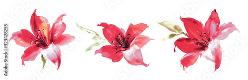 Flowers watercolor illustration.Manual composition.Big Set watercolor elements.