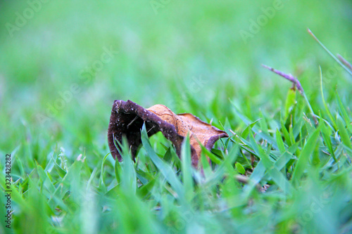Leaf over grass