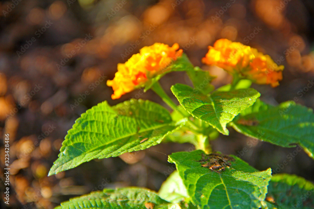 flower flower