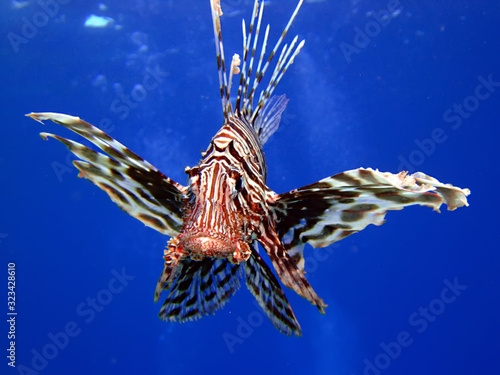 Common lionfish (pterois miles). Taking in Red Sea, Egypt.