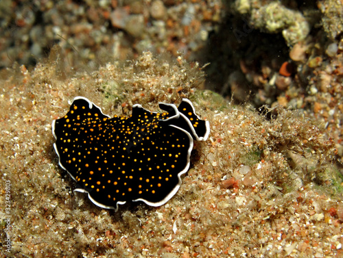 Gold dotted flatworm  Thysanozoon sp.  Taking in Red Sea  Egypt.