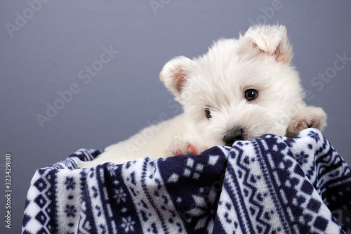 white west hightland terrier dog puppy sitting in box on gray background	 photo