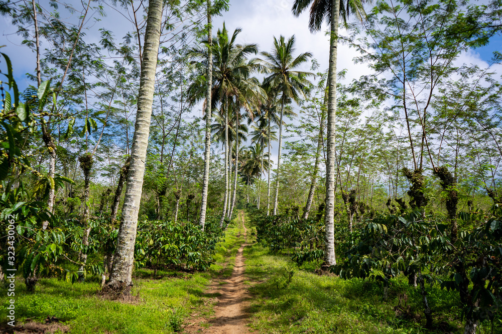 Fototapeta premium path through a plantage with palms