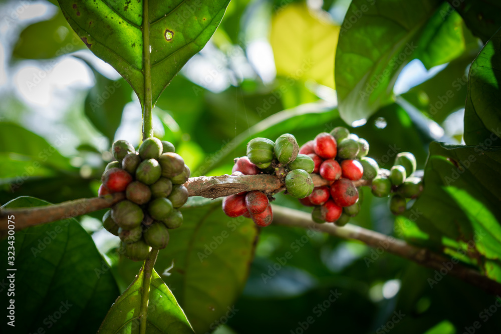 red and green robusta coffee berries on a branch red and green robusta coffee berries on a branch