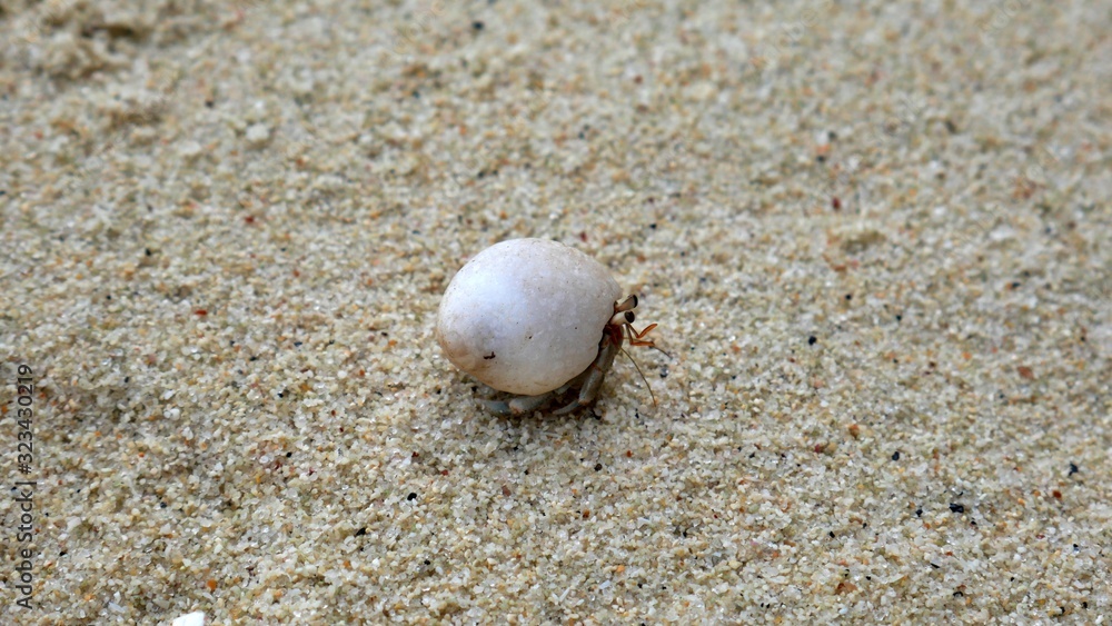 Hermit crab on a fine sandy beach on Koh lipe in Thailand Hermit crab on a fine sandy beach on Koh lipe in Thailand
