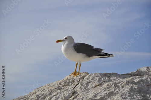 A seagull sits on a stone against the sky.