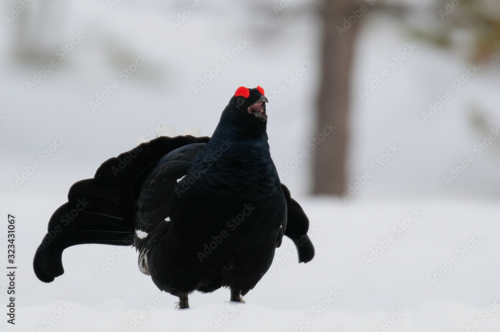 Black grouse make courtship display, sweden
