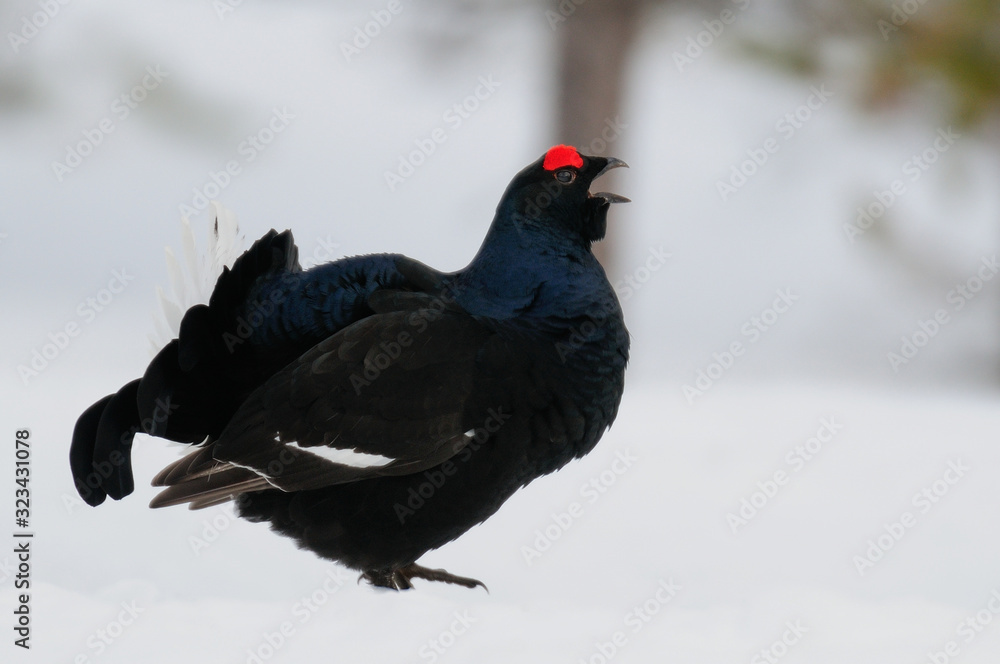 Black grouse make courtship display, sweden Black grouse make courtship display, sweden