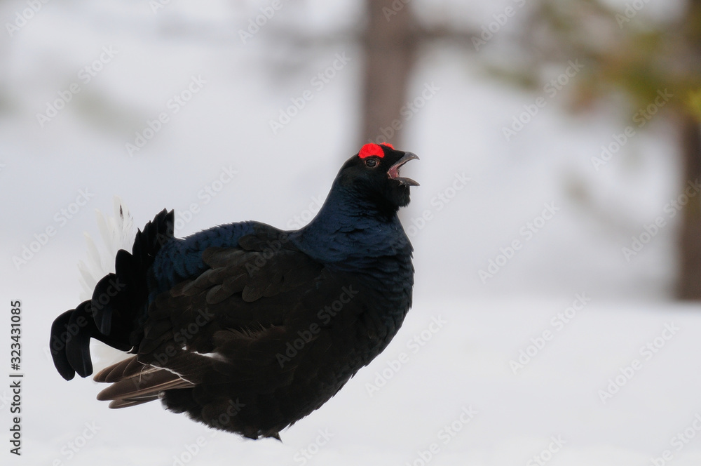 Black grouse make courtship display, sweden Black grouse make courtship display, sweden