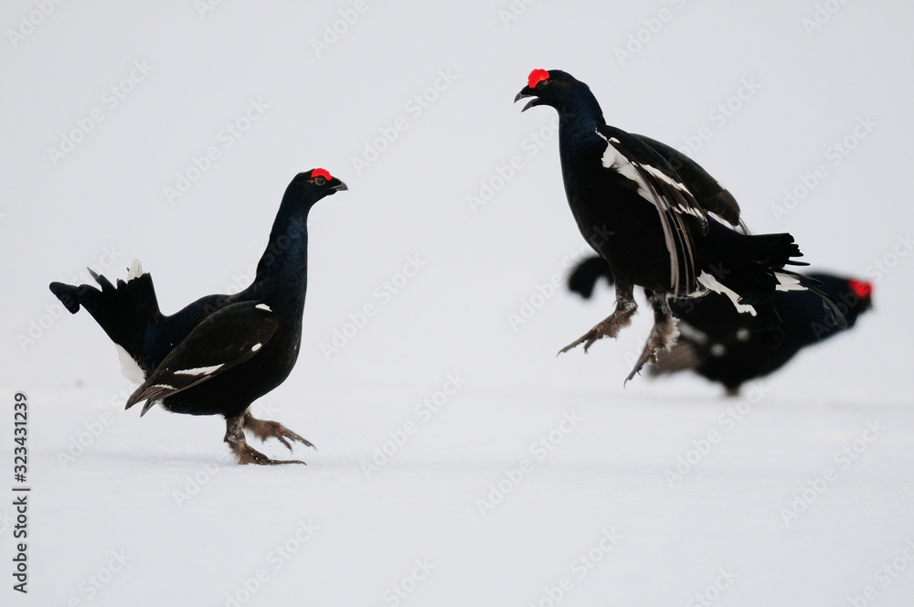 Black grouse cock fighting on the snow, sweden Black grouse cock fighting on the snow, sweden