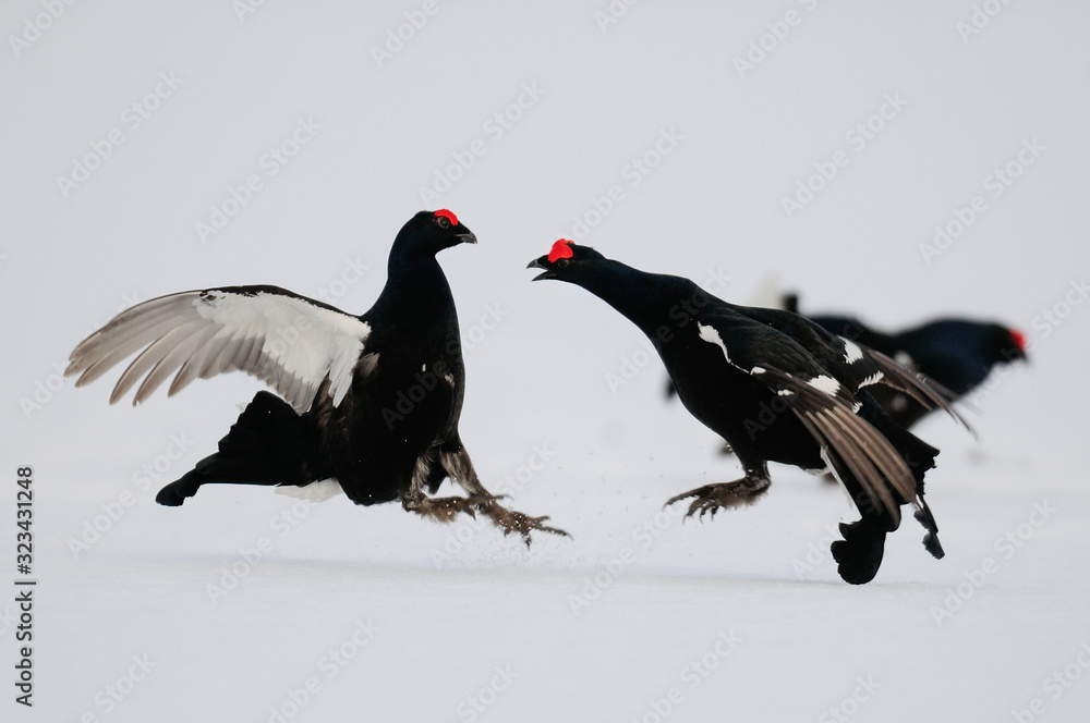 Black grouse cock fighting on the snow, sweden Black grouse cock fighting on the snow, sweden