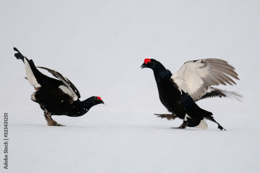 Black grouse cock fighting on the snow, sweden Black grouse cock fighting on the snow, sweden