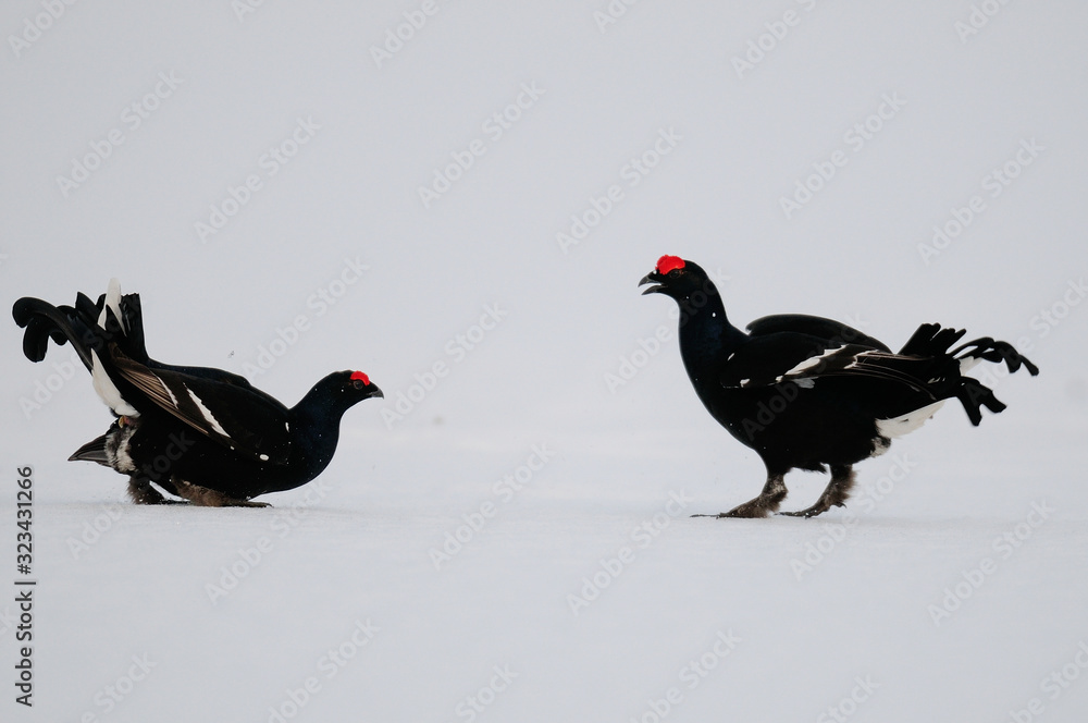 Black grouse cock fighting on the snow, sweden Black grouse cock fighting on the snow, sweden