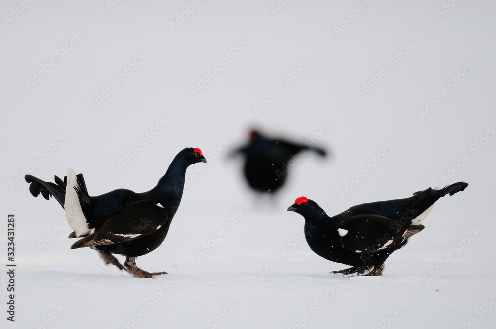 Black grouse cock fighting on the snow, sweden Black grouse cock fighting on the snow, sweden