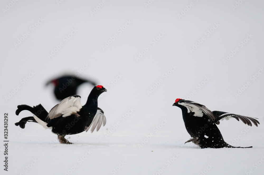 Black grouse cock fighting on the snow, sweden Black grouse cock fighting on the snow, sweden