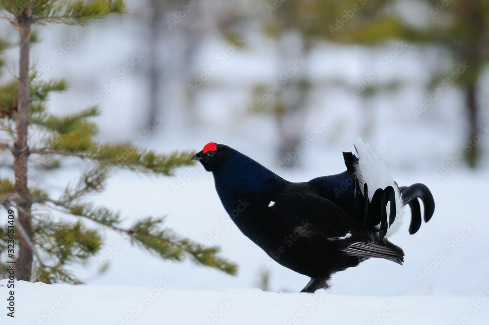 Black grouse make courtship display, sweden Black grouse make courtship display, sweden