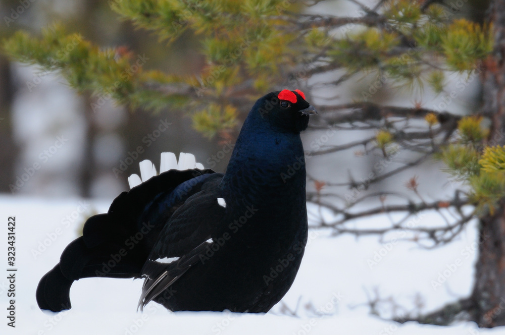 Black grouse make courtship display, sweden Black grouse make courtship display, sweden