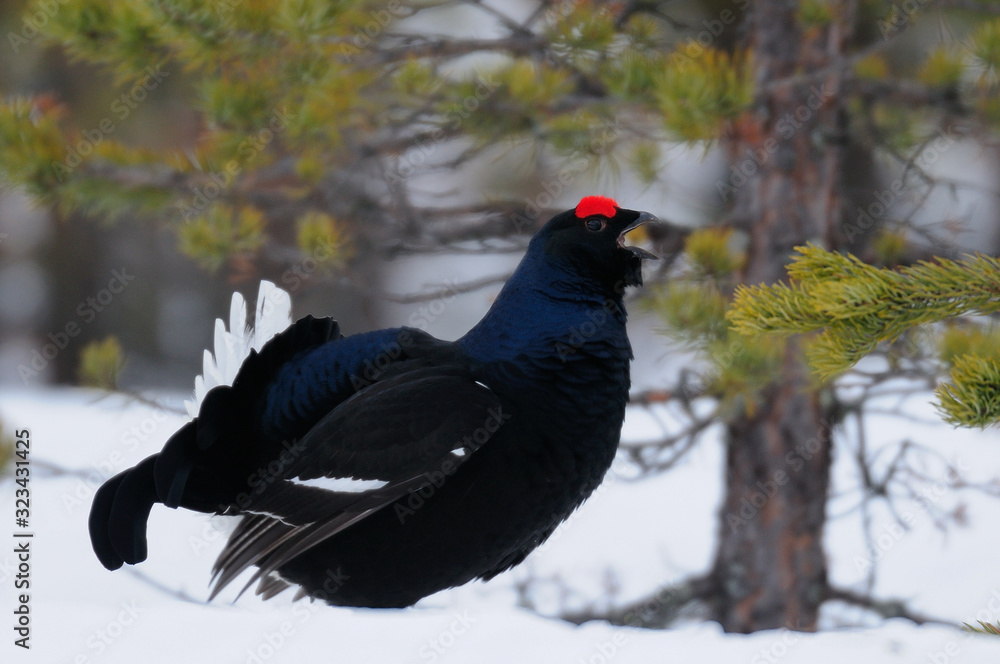 Black grouse make courtship display, sweden Black grouse make courtship display, sweden