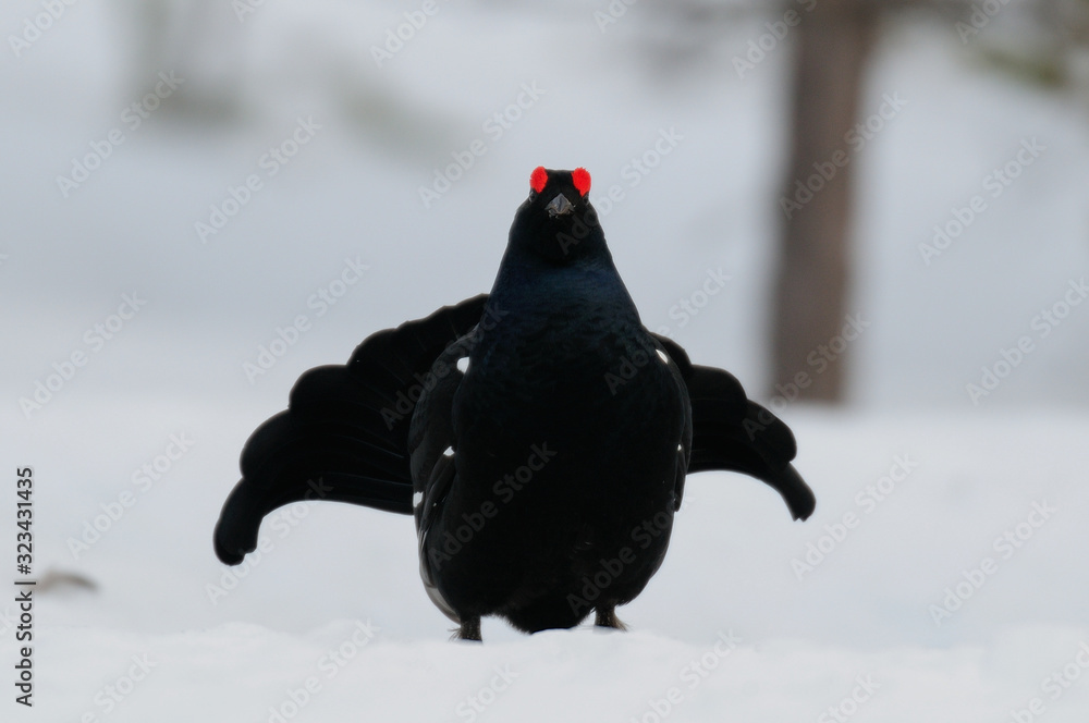 Black grouse make courtship display, sweden Black grouse make courtship display, sweden