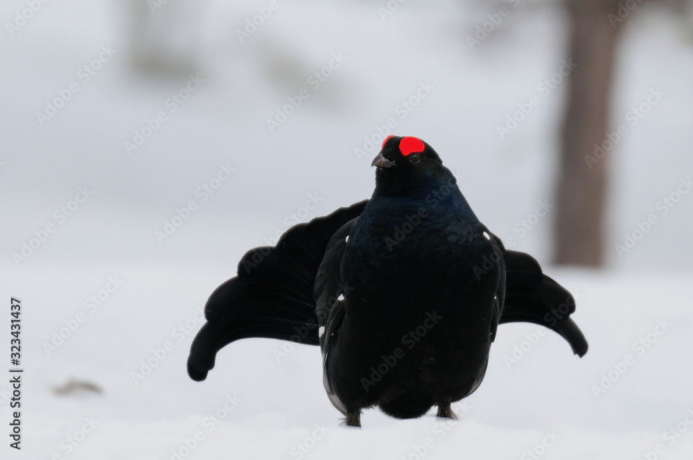 Black grouse make courtship display, sweden Black grouse make courtship display, sweden