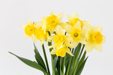 Bright studio shot of a bunch of blossoming daffodils isolated on white background