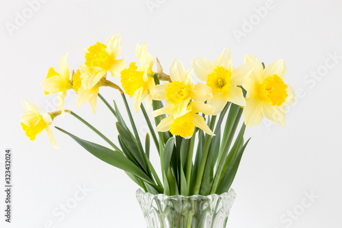 Bright studio shot of a bunch of blossoming daffodils isolated on white background