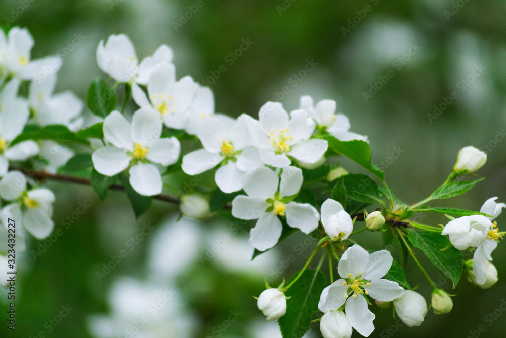 Fototapeta premium White apple blossom in spring on a green background. Blurred background.