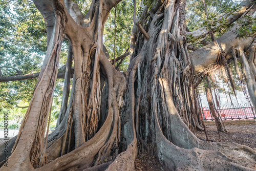 Impressive Ficus macrophylla tree commonly called Moreton Bay fig in Garibaldi park in Palermo  Sicily Island in Italy