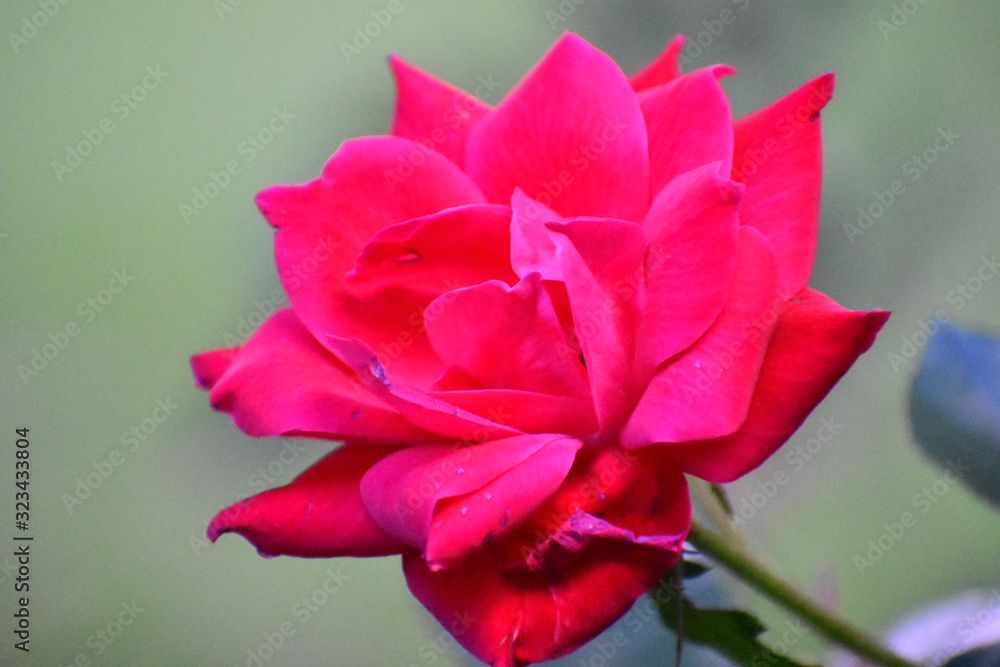 A Close up Shot of a Pink Rose A Close up Shot of a Pink Rose