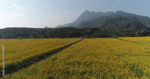 Sunhemp field (Crotalaria Juncea) at the foothills of Doi Nang Non mountain in Mae Sai district of Chiang Rai province, Thailand.