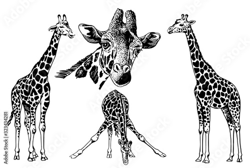 Graphical set of giraffes isolated on white  background,vector illustration