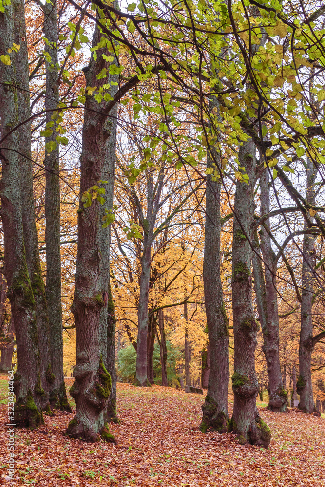 colorful autumn is in the park, large tree trunks with interesting trunk formation at the bottom, in some places growing moss; focus and sharpness in certain areas colorful autumn is in the park, large tree trunks with interesting trunk formation at the bottom, in some places growing moss; focus and sharpness in certain areas