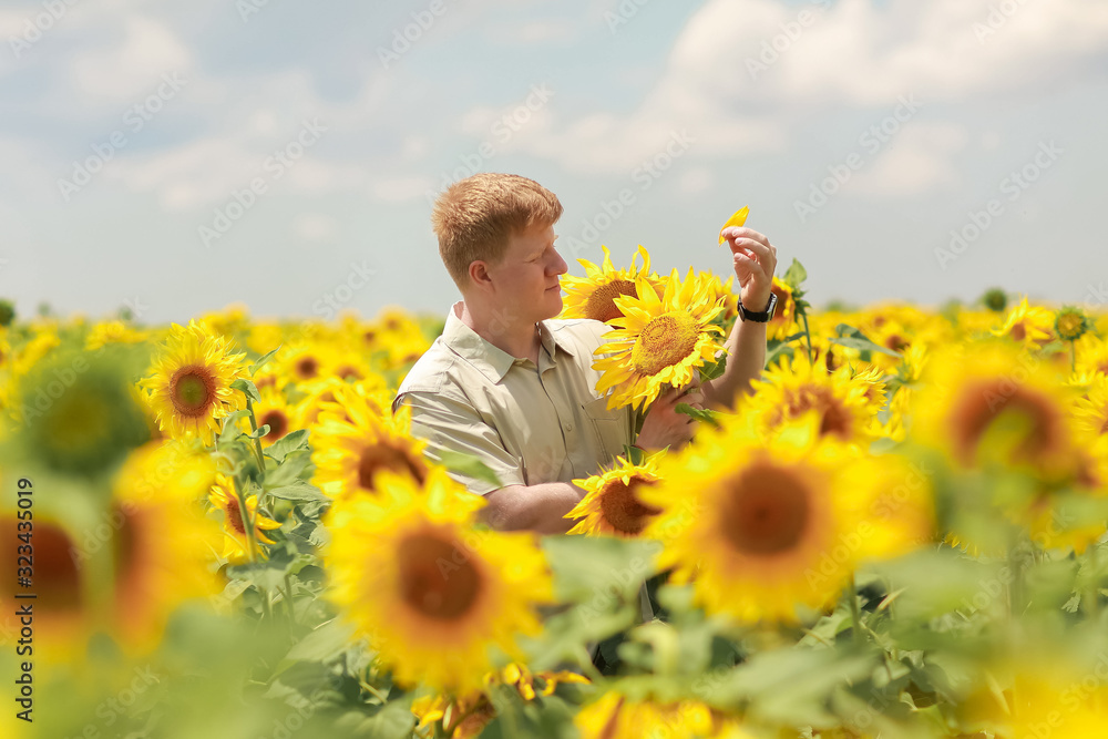 Caucasian redhead man stands in the middle of summer sunflower field, tears off the sunflower petals with his fingers and wonders Caucasian redhead man stands in the middle of summer sunflower field, tears off the sunflower petals with his fingers and wonders