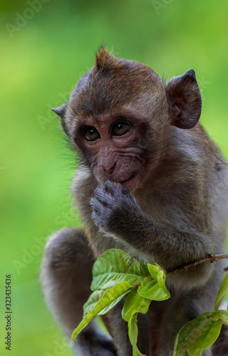 Monkey in Thailand © Ivaylo