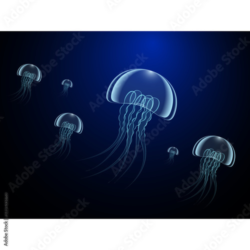 Great jellyfishes float to the light from the darkness