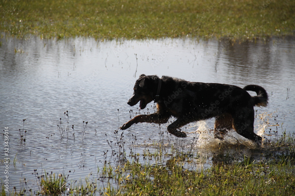 Beauceron dog having fun in puddles in the meadow Beauceron dog having fun in puddles in the meadow