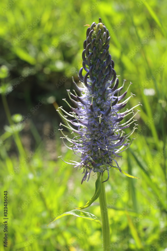 Hallers Rapunzel, Phyteuma ovatum Hallers Rapunzel, Phyteuma ovatum