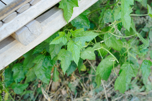 Green leaves that grow naturally on the wood floor. photo