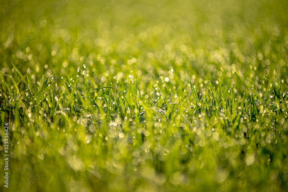 Fresh green grass with dew drops in sunshine on auttum and bokeh. Abstract blurry background. Nature background. Texture. copy space. Fresh green grass with dew drops in sunshine on auttum and bokeh. Abstract blurry background. Nature background. Texture. copy space.