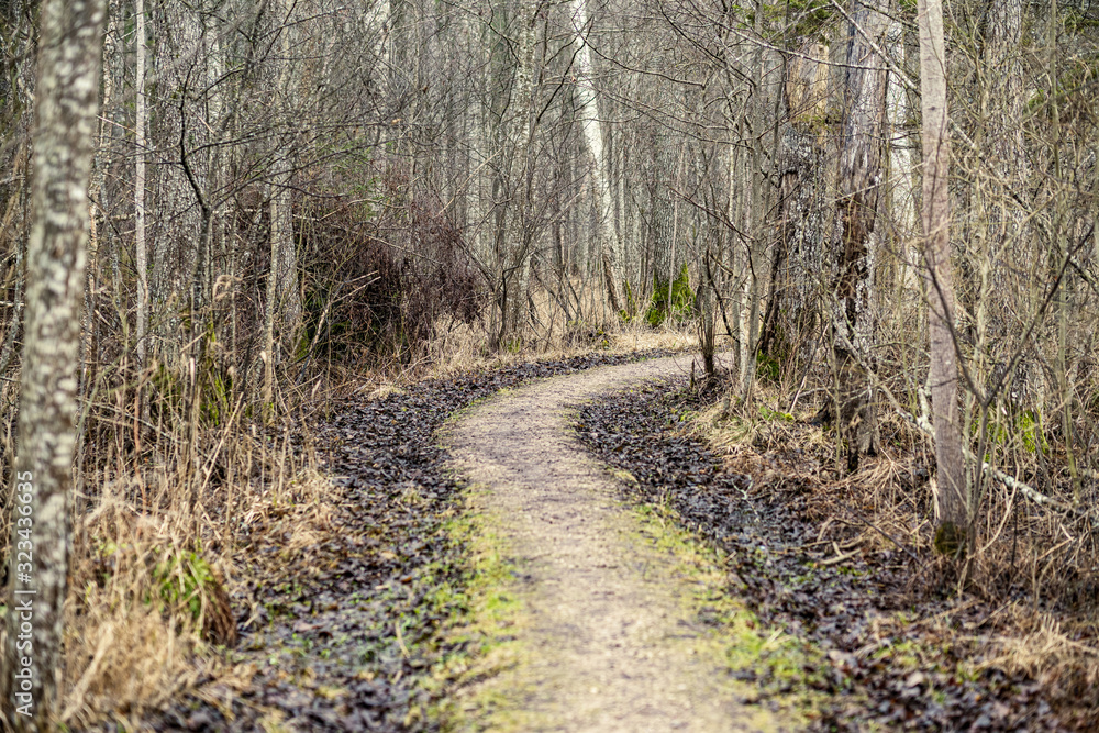 Fototapeta premium empty dirty gravel dirt road in forest