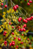 Red berries of dogrose in autumn garden. Rosehip fruit with water drops on the background of the autumn garden