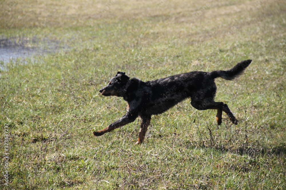 Beauceron dog having fun in puddles in the meadow Beauceron dog having fun in puddles in the meadow