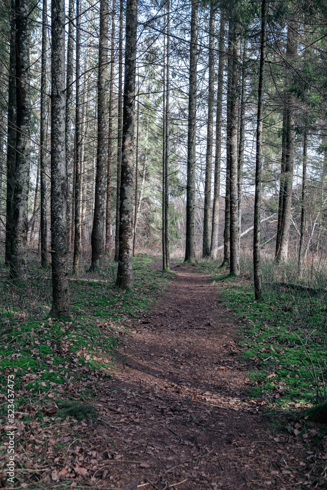 beautiful clean spruce tree evergreen forest park beautiful clean spruce tree evergreen forest park
