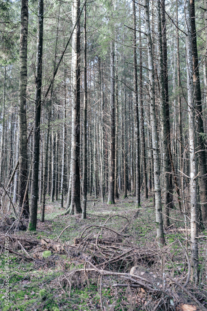 beautiful clean spruce tree evergreen forest park beautiful clean spruce tree evergreen forest park