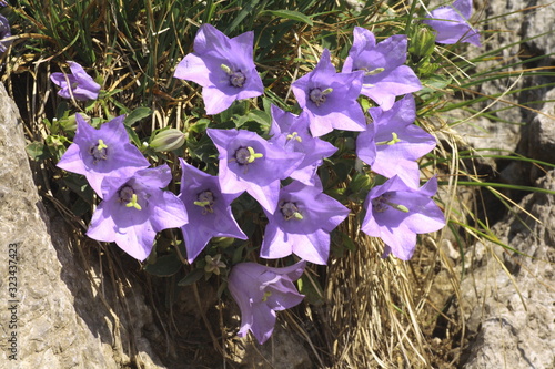 Rainers Glockenblume, Campanula raineri photo